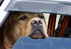 Animal enfermé dans un véhicule garé en plein soleil : attention, piège mortel !