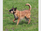 Chien