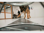 Chien odorologie