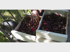 Cerise d'Avignon
