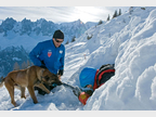 Chien d'avalanche 4 © MI/SG/Dicom/J.Groisard