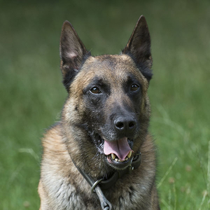 Malinois