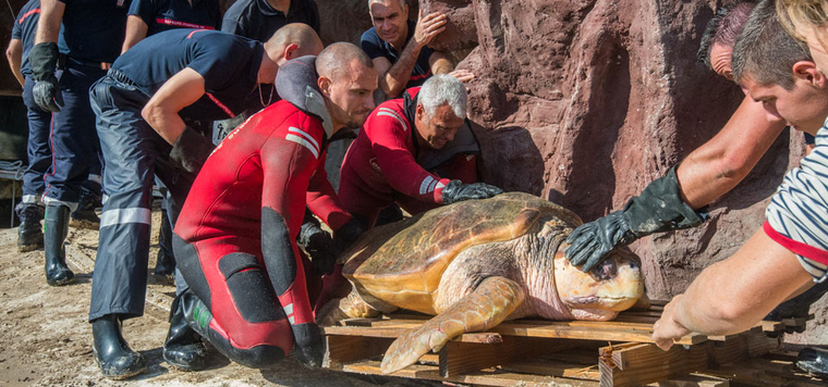 Les sapeurs-pompiers mettent en sécurité une tortue de Marineland. © SDIS06