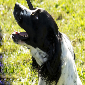 Springer-spaniel