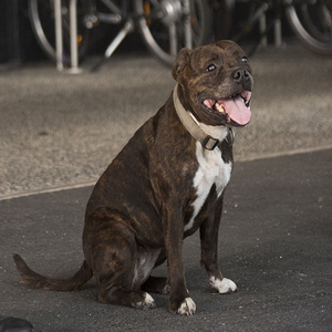Staffordshire Bull-terrier
