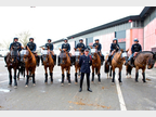 Photo de la brigade équestre