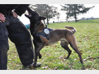 chien police