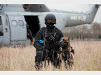 chien Raid