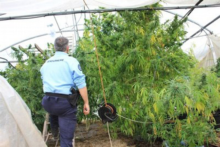 Saisie de cannabis par les gendarmes charentais